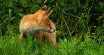 Lis rudy, lis pospolity (Vulpes vulpes)