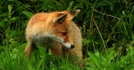 Lis rudy, lis pospolity (Vulpes vulpes)