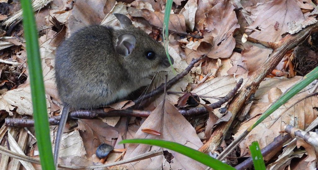 Myszarka leśna, mysz leśna (Apodemus flavicollis)