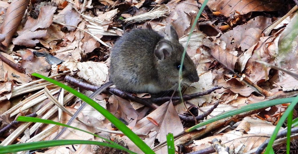 Myszarka leśna, mysz leśna (Apodemus flavicollis)
