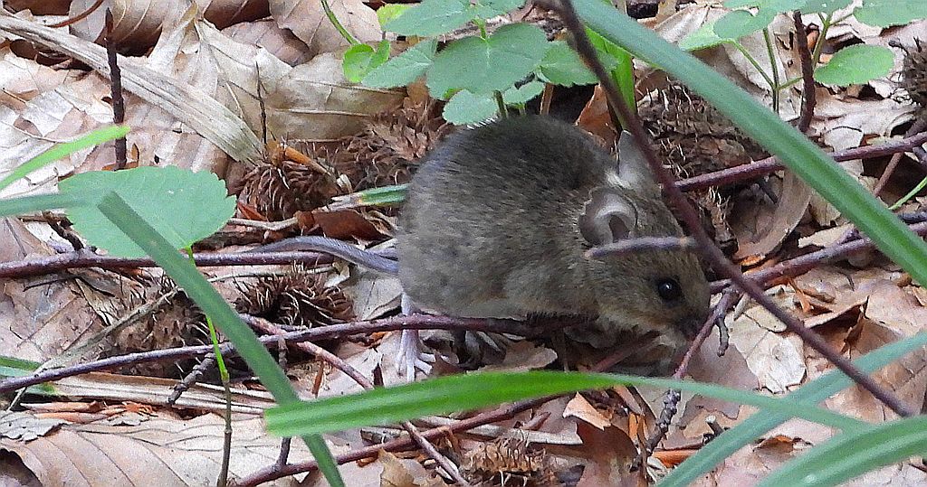 Myszarka leśna, mysz leśna (Apodemus flavicollis)