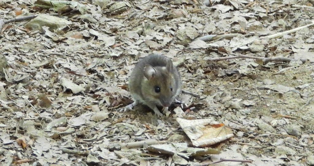 Myszarka leśna, mysz leśna (Apodemus flavicollis)