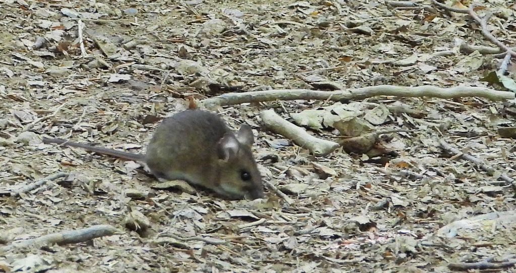 Myszarka leśna, mysz leśna (Apodemus flavicollis)