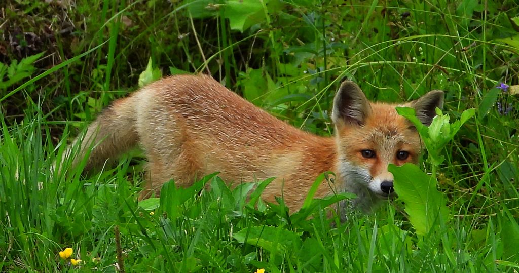 Lis rudy, lis pospolity (Vulpes vulpes)