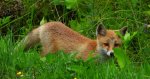 Lis rudy, lis pospolity (Vulpes vulpes)