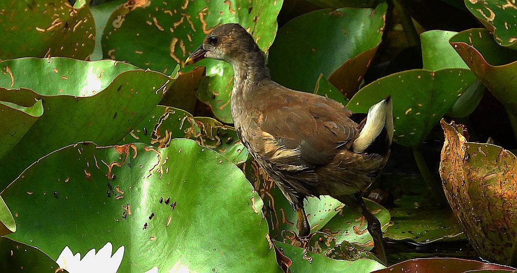 Kokoszka zwyczajna, kokoszka, kokoszka wodna, (Gallinula chloropus)