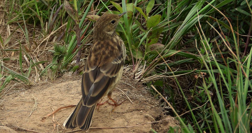 Siwerniak, świergotek górski, siwarnik (Anthus spinoletta)
