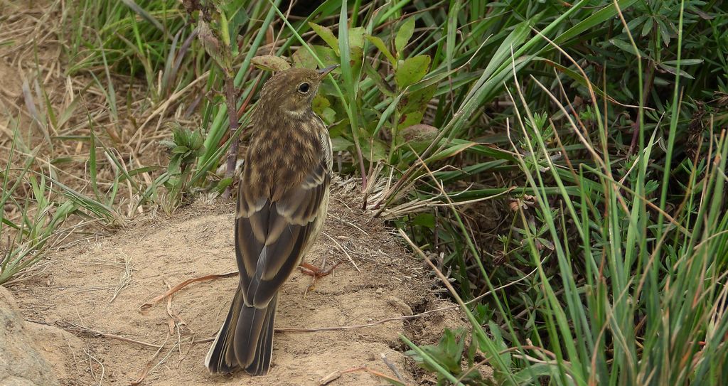 Siwerniak, świergotek górski, siwarnik (Anthus spinoletta)