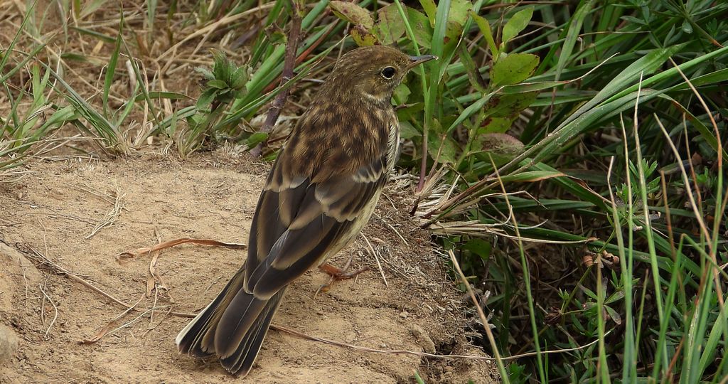 Siwerniak, świergotek górski, siwarnik (Anthus spinoletta)