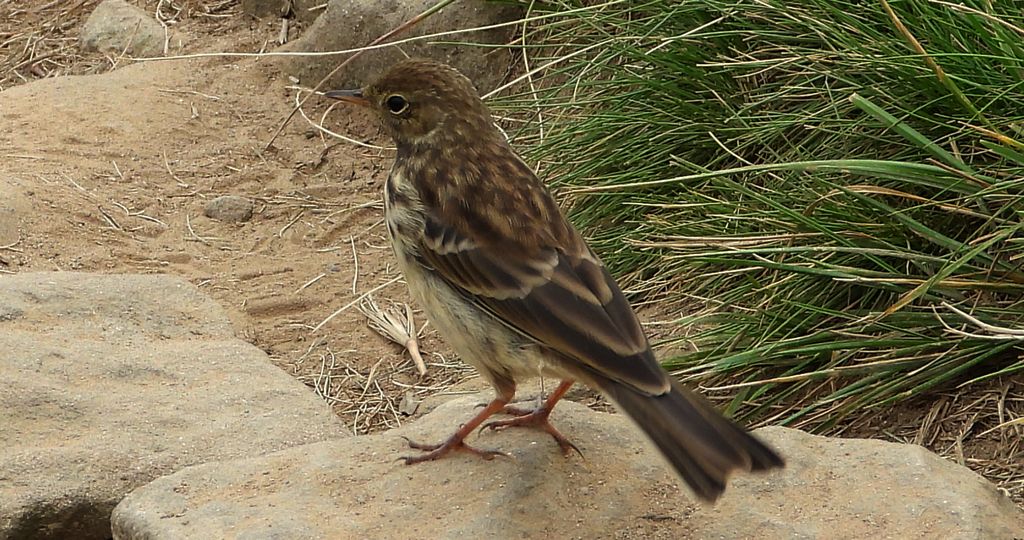 Siwerniak, świergotek górski, siwarnik (Anthus spinoletta)