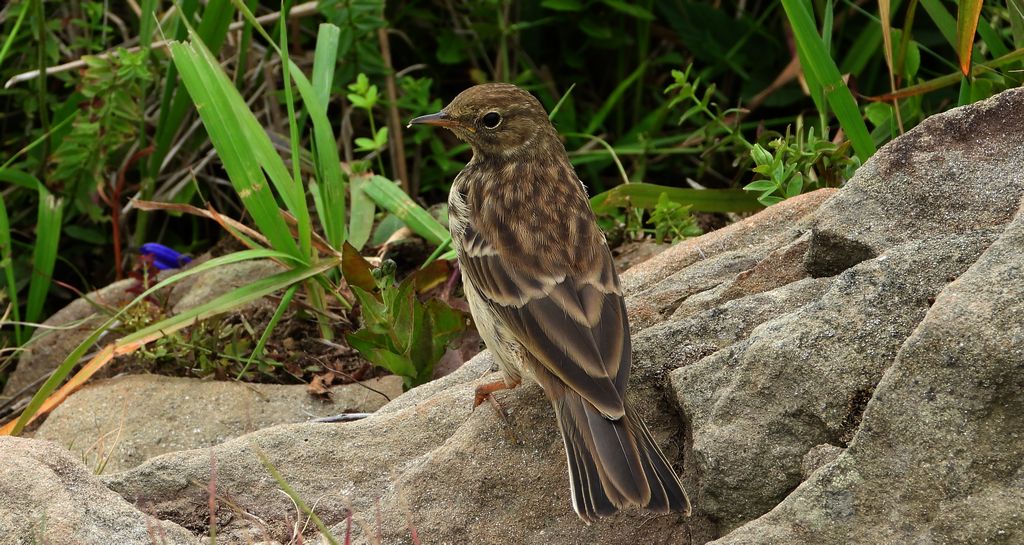 Siwerniak, świergotek górski, siwarnik (Anthus spinoletta)