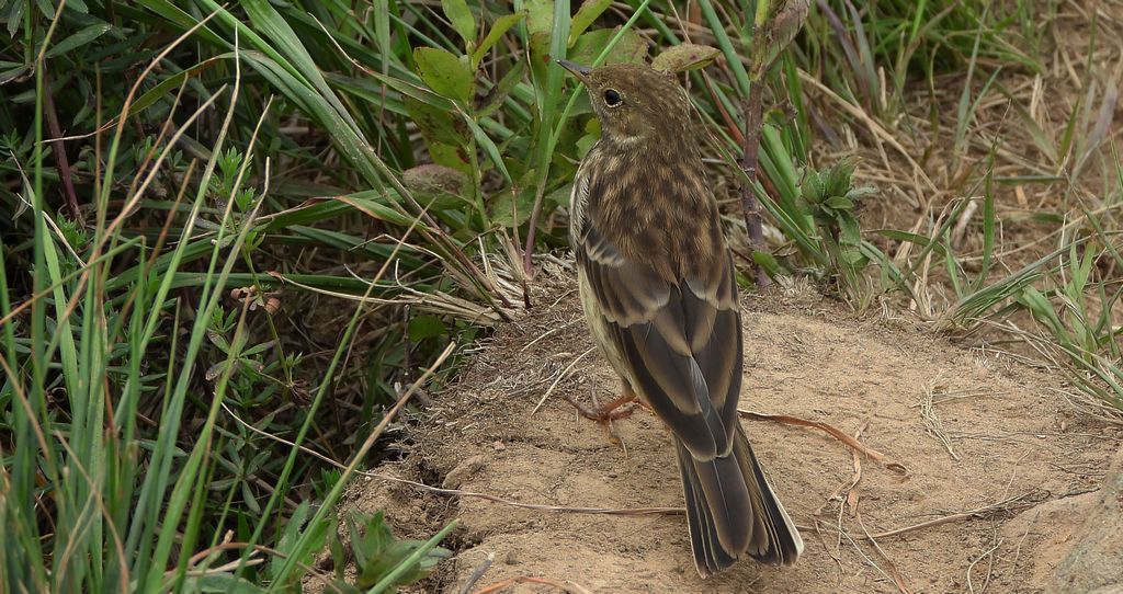 Siwerniak, świergotek górski, siwarnik (Anthus spinoletta)