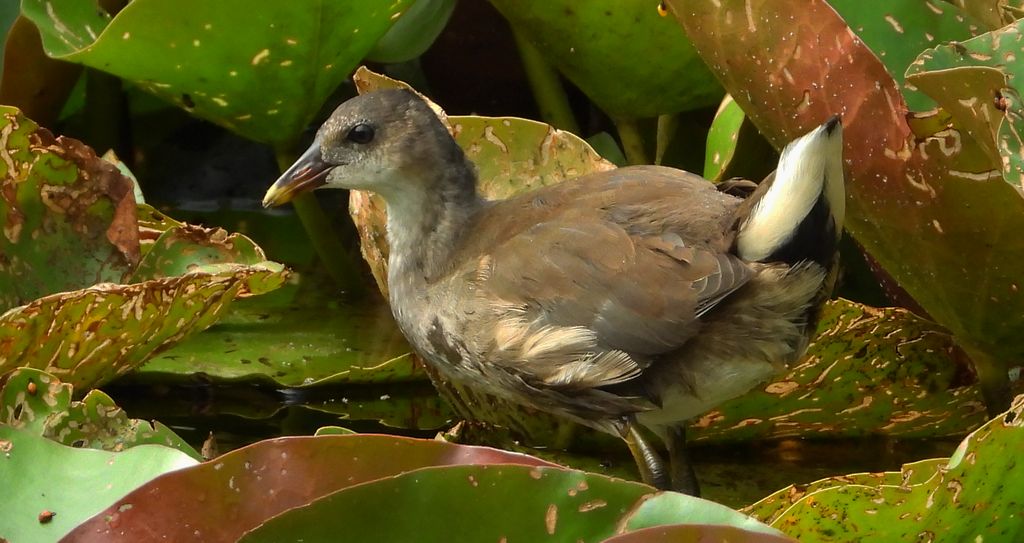 Kokoszka zwyczajna, kokoszka, kokoszka wodna, (Gallinula chloropus)