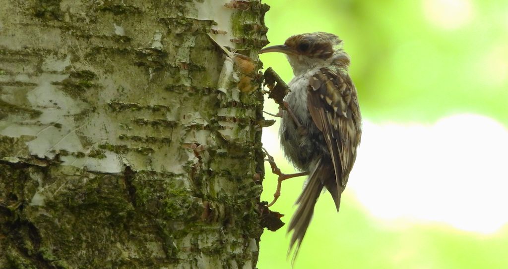 Pełzacz ogrodowy (Certhia brachydactyla)