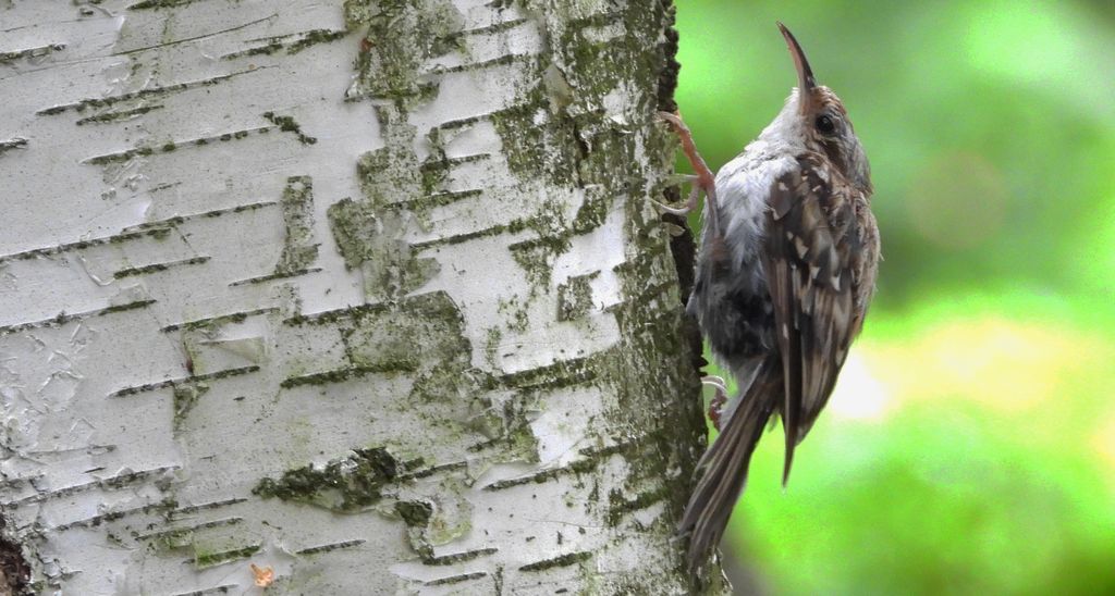 Pełzacz ogrodowy (Certhia brachydactyla)