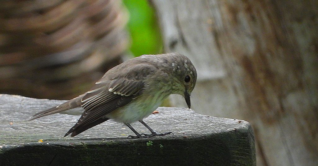 Muchołówka szara (Muscicapa striata)