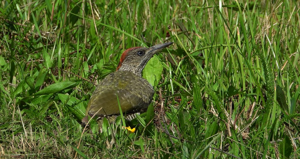 Dzięcioł zielony (Picus viridis)