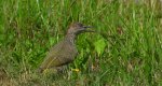 Dzięcioł zielony (Picus viridis)