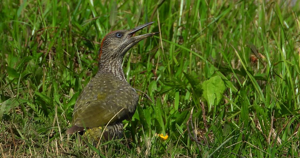 Dzięcioł zielony (Picus viridis)