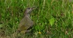 Dzięcioł zielony (Picus viridis)