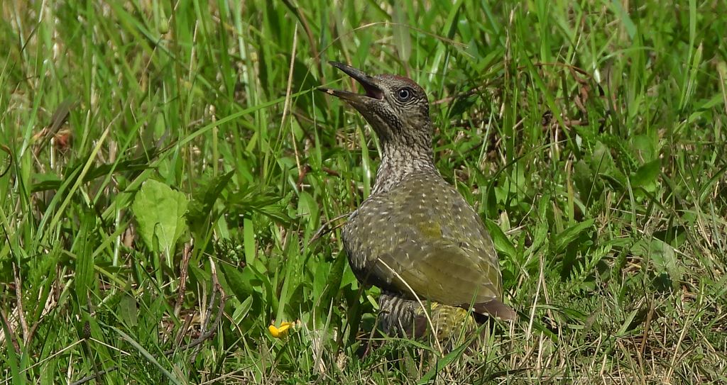 Dzięcioł zielony (Picus viridis)
