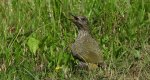 Dzięcioł zielony (Picus viridis)