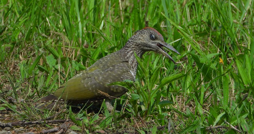 Dzięcioł zielony (Picus viridis)