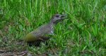 Dzięcioł zielony (Picus viridis)