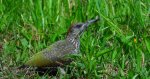 Dzięcioł zielony (Picus viridis)