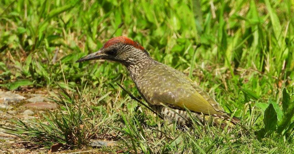 Dzięcioł zielony (Picus viridis)