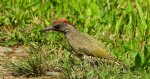 Dzięcioł zielony (Picus viridis)