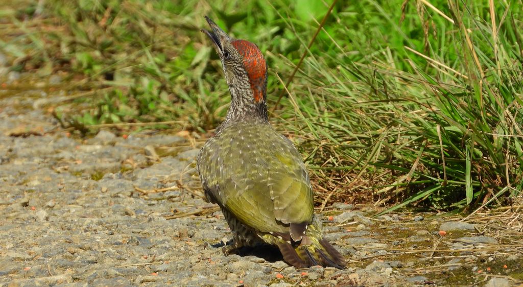 Dzięcioł zielony (Picus viridis)