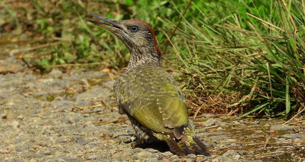 Dzięcioł zielony (Picus viridis)