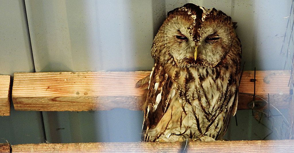 Puszczyk zwyczajny, puszczyk (Strix aluco)