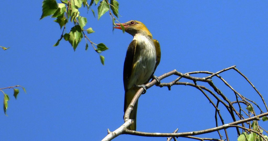 Wilga zwyczajna, wilga (Oriolus oriolus)