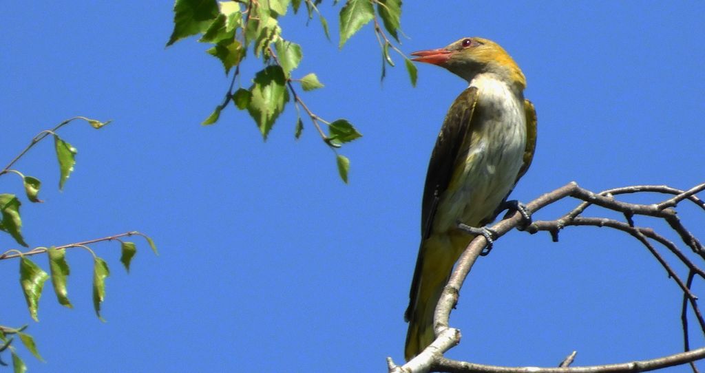Wilga zwyczajna, wilga (Oriolus oriolus)