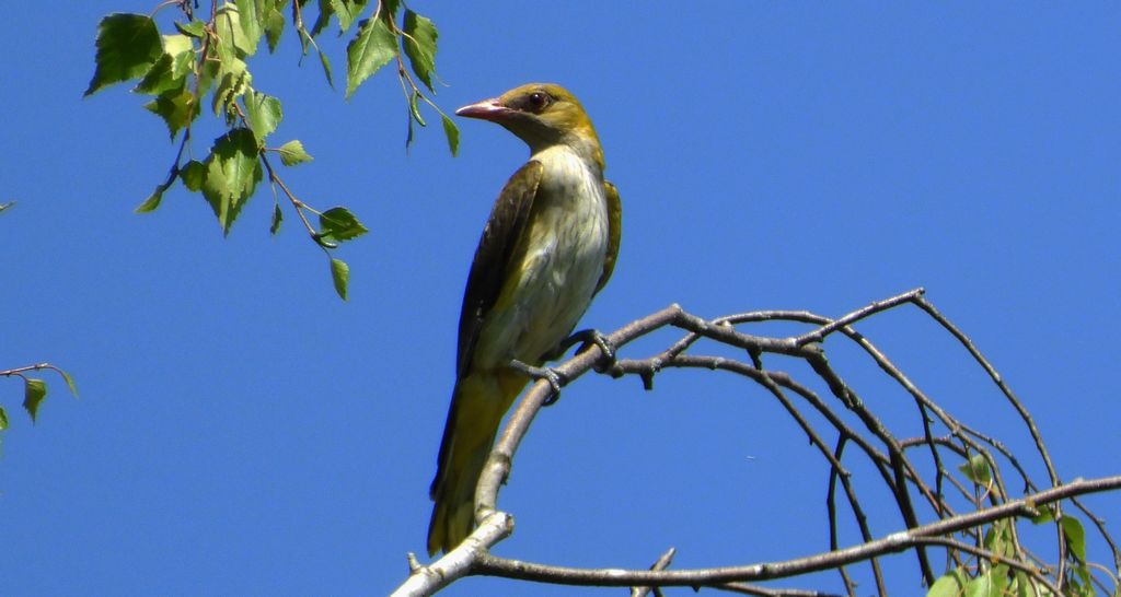 Wilga zwyczajna, wilga (Oriolus oriolus)