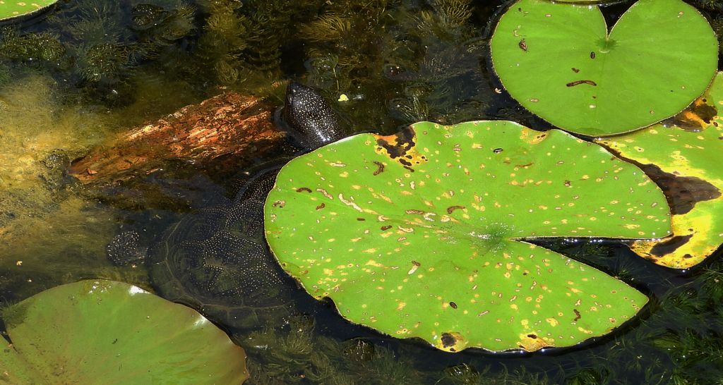 Żółw błotny (Emys orbicularis)