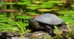 Żółw błotny (Emys orbicularis)