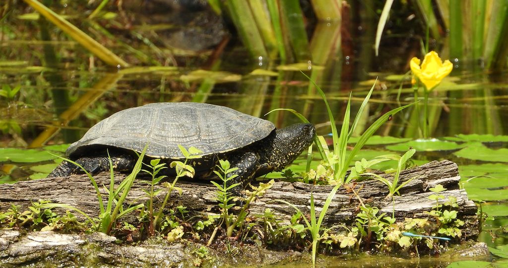 Żółw błotny (Emys orbicularis)