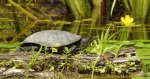 Żółw błotny (Emys orbicularis)