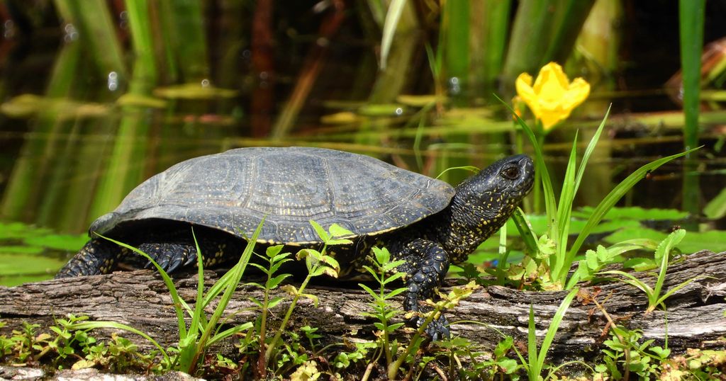 Żółw błotny (Emys orbicularis)