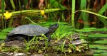 Żółw błotny (Emys orbicularis)