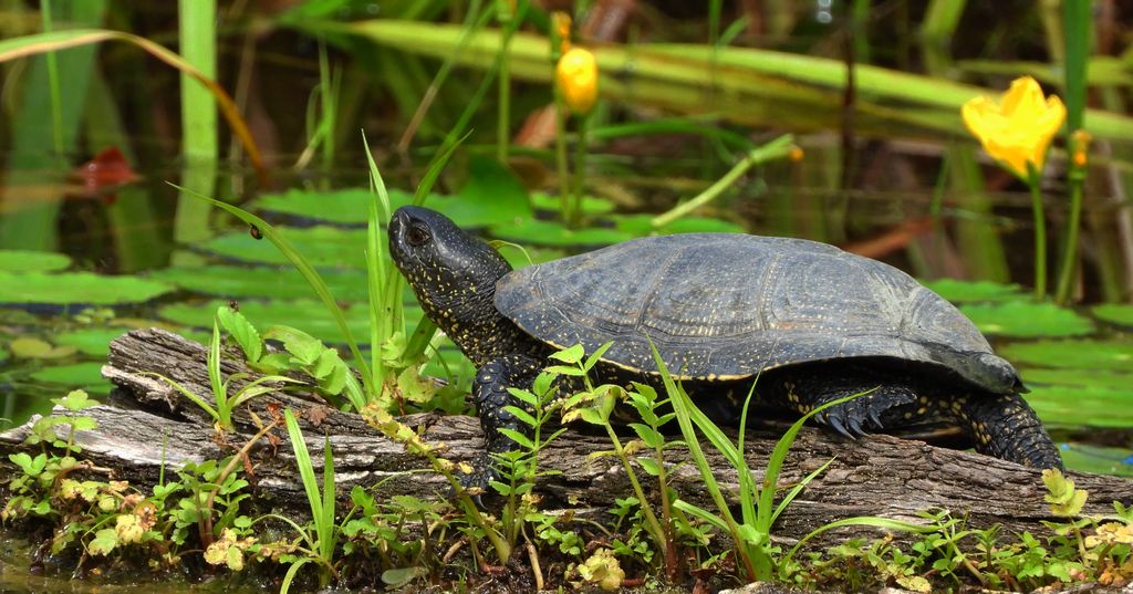 Żółw błotny (Emys orbicularis)