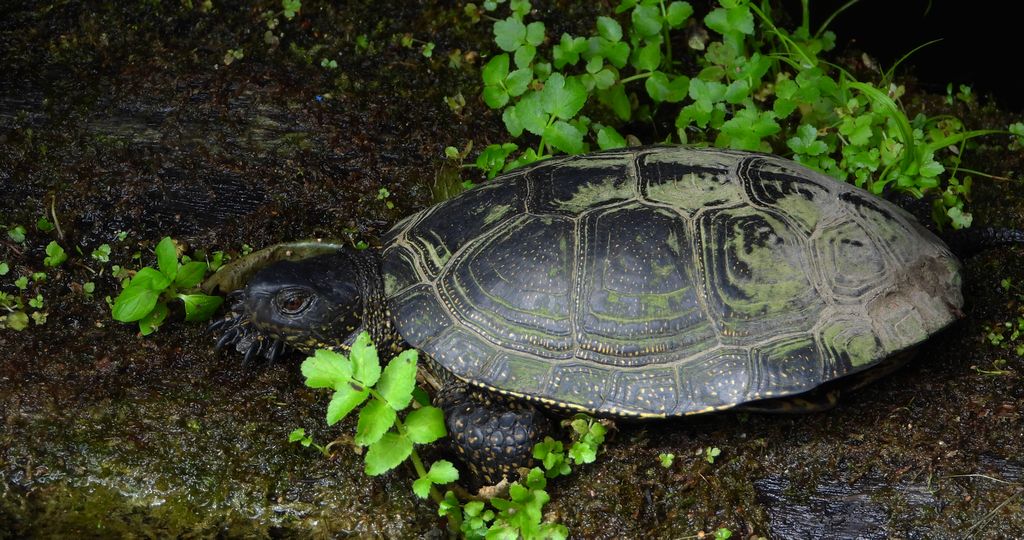 Żółw błotny (Emys orbicularis)