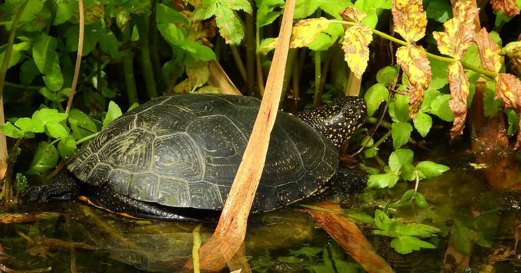 Żółw błotny (Emys orbicularis)