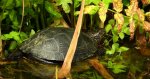 Żółw błotny (Emys orbicularis)
