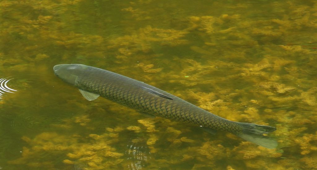 Amur biały (Ctenopharyngodon idella)