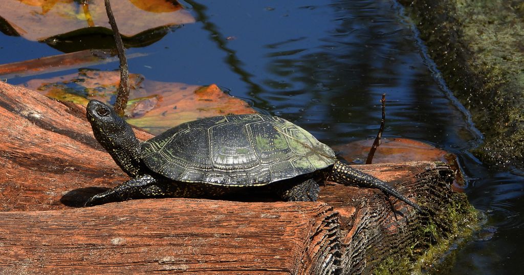 Żółw błotny (Emys orbicularis)