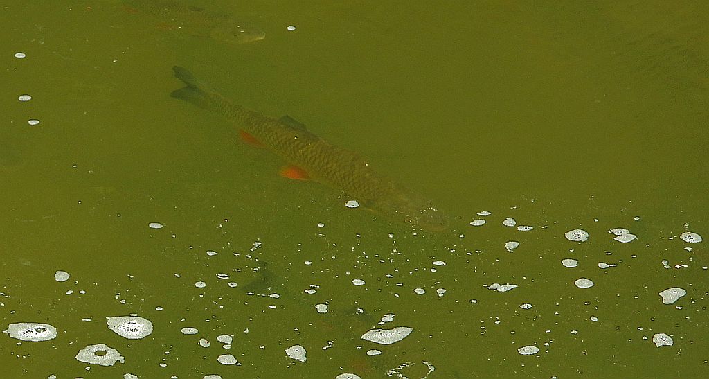 Kleń (Squalius cephalus)